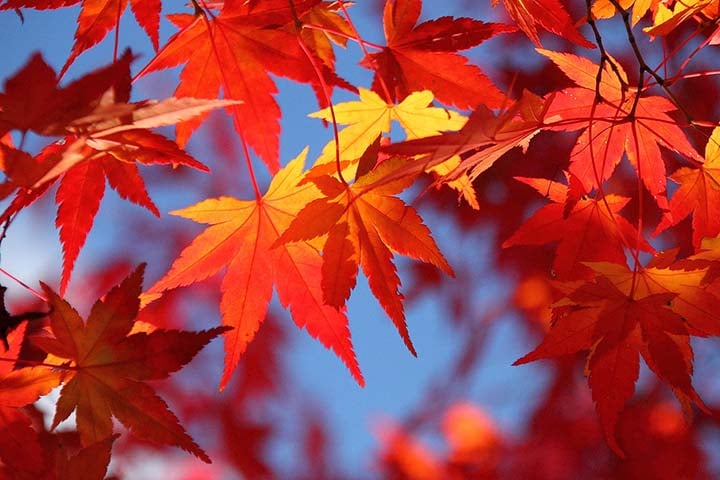 Những địa điểm ngắm lá đỏ ở Hokkaido