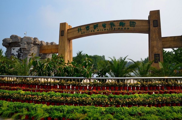 Sở thú Bắc Kinh - Thiên đường hoang dã giữa lòng thành phố