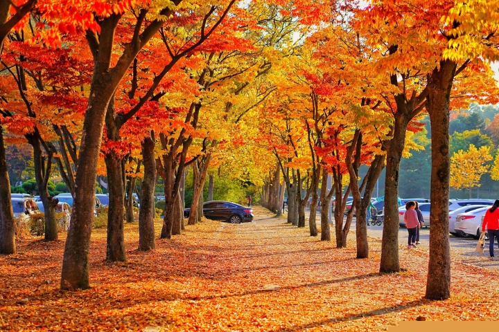 Mùa lá đỏ Hàn Quốc vào tháng mấy? 10 địa điểm ngắm lá đỏ đẹp nhất