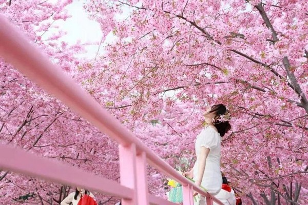 Trang Viên Mạn Hoa - Thế Giới Hoa Giữa Lòng Thành Đô