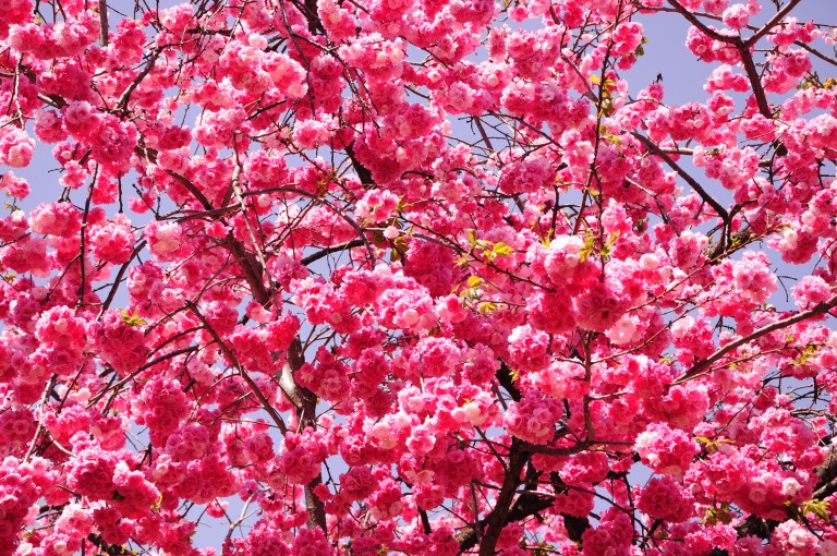 LKT 09 - HÀ NỘI - CÔN MINH – THẠCH LÂM – ĐẠI LÝ - LỆ GIANG - SHANGRI LA 8N7Đ