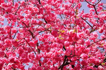 LKT 09 - HÀ NỘI - CÔN MINH – THẠCH LÂM – ĐẠI LÝ - LỆ GIANG - SHANGRI LA 8N7Đ