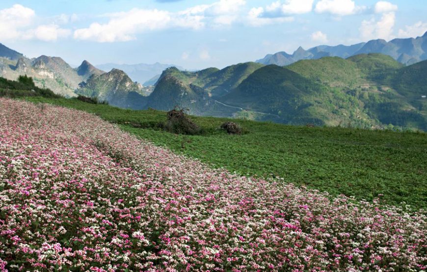 HÀ GIANG – MIỀN ĐÁ NỞ HOA, SÔNG NHO QUẾ 3 NGÀY 2 ĐÊM