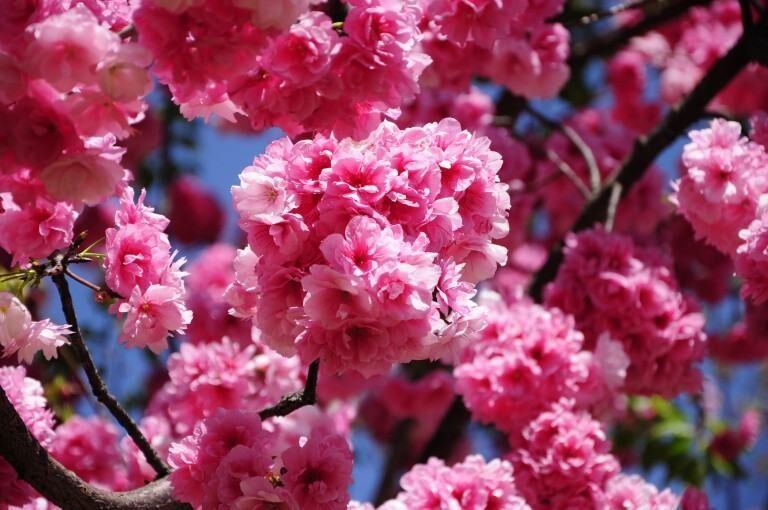 LKT 08 - HÀ KHẨU – ĐẠI LÝ - LỆ GIANG – SHANGRILA – CÔN MINH 6N5Đ