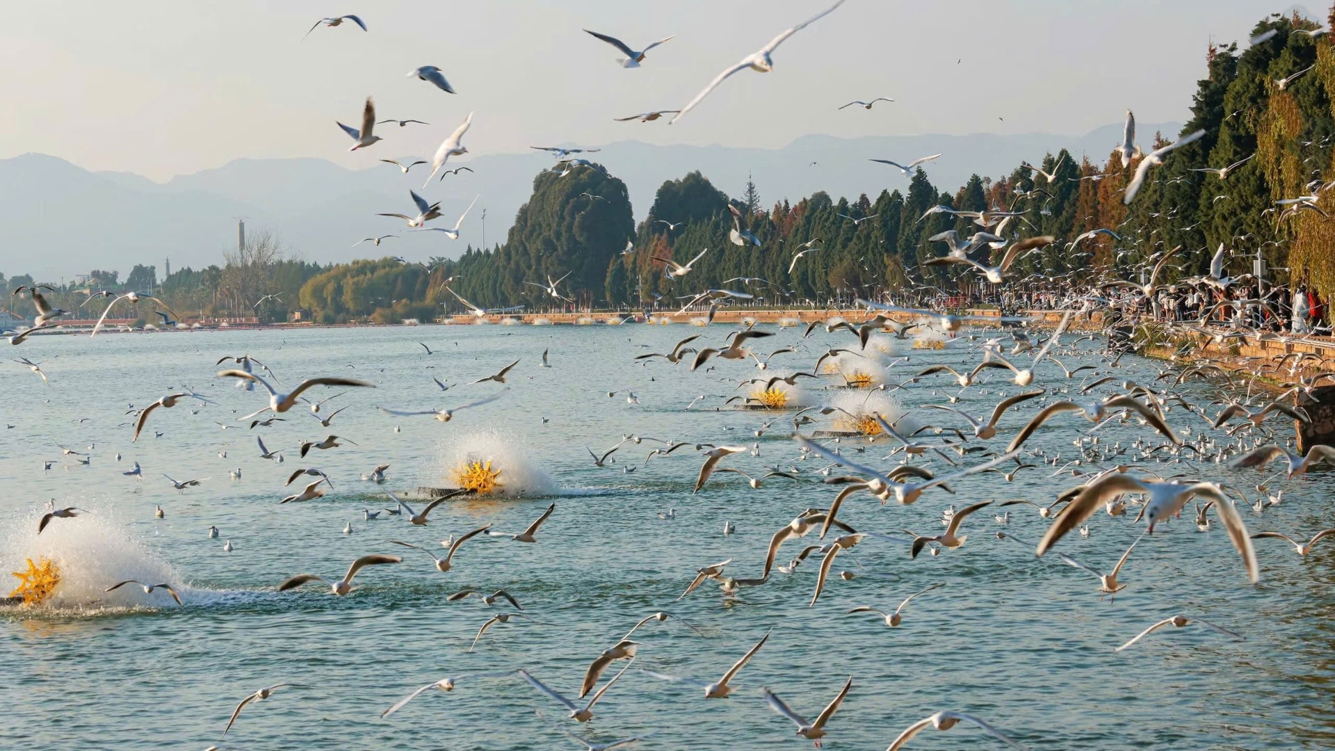 Ngắm hải âu tại hồ Điền Trì, ''bản giao hưởng'' mùa đông xứ tỷ dân