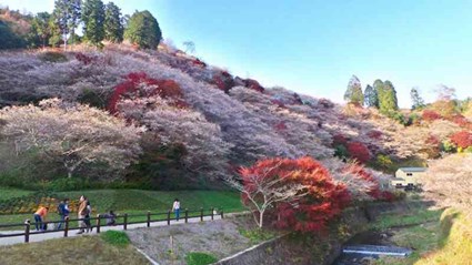 NAGOYA – OBARA SHIKIZAKURA – SHIRAKAWAGO   KUROBE KYOKOKU – FUKUI – KYOTO – OSAKA 